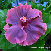 Tahitian Purple Magic